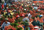 Tìm hướng ra cho cây vải thiều Bắc Giang